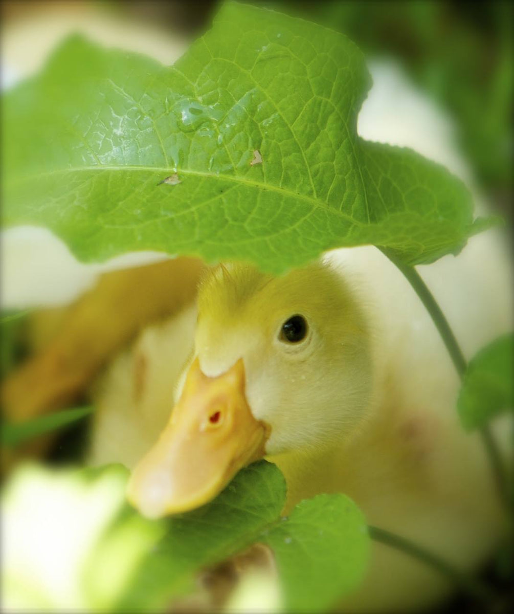 Hatching Duck Eggs