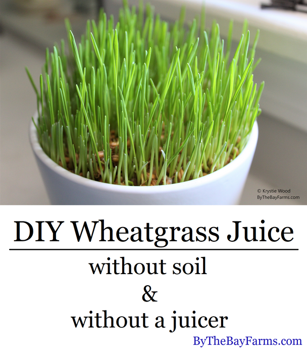 DIY Wheatgrass Juice