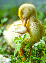 Load image into Gallery viewer, Fertile Pekin Duck Eggs By The Bay Farms