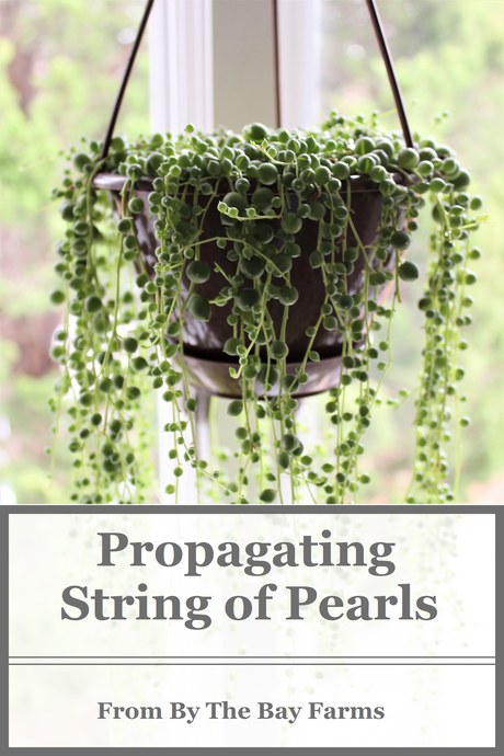 Propagating String of Pearls